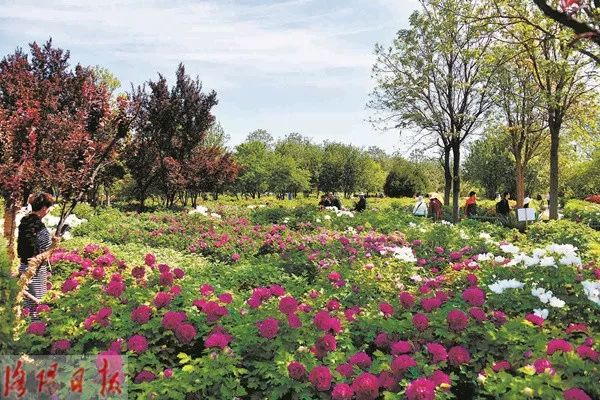惊艳！300000朵芍药花海美成仙境！洛阳这个地方，现在去刚刚好！