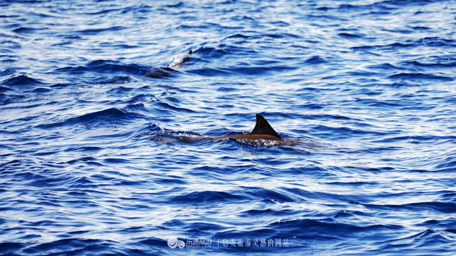 人间仙境马尔代夫旅游攻略,马尔代夫香格里拉岛