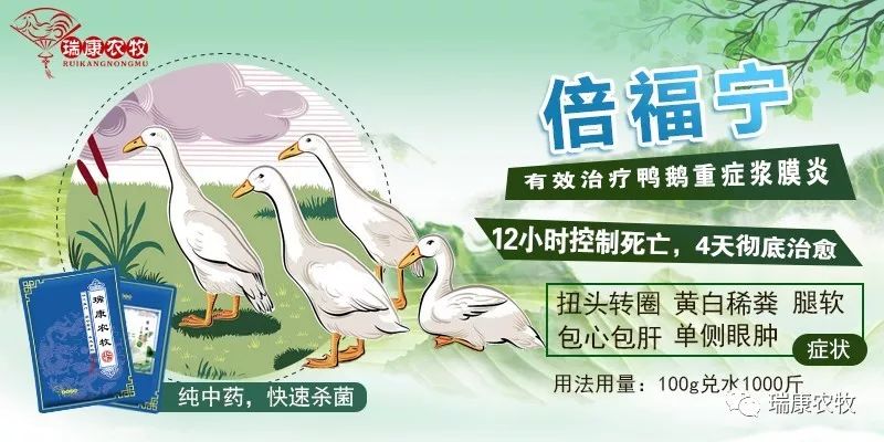 小鹅呼吸道的治疗方法,鹅出现腿瘸腿软怎么办