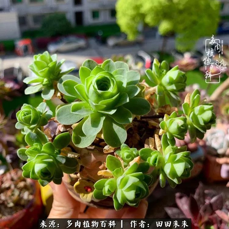 玫小青,7月份了山地玫瑰该怎么养