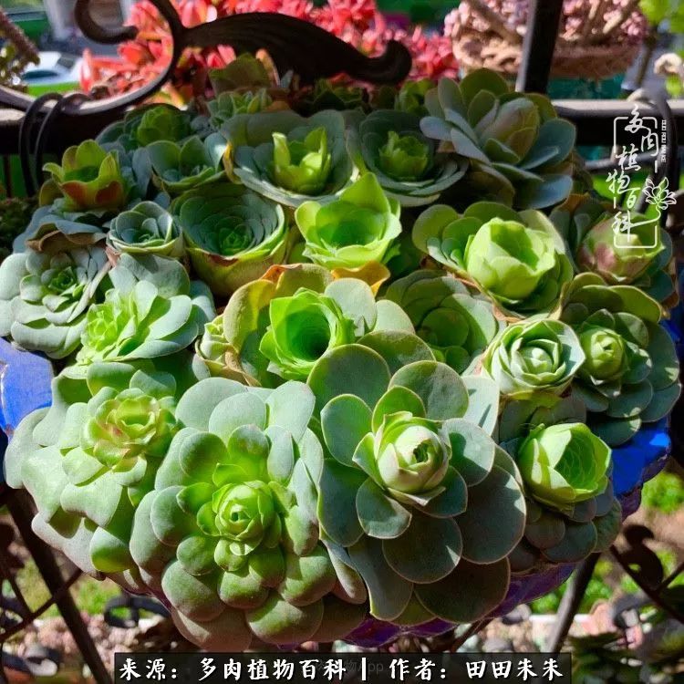 玫小青,7月份了山地玫瑰该怎么养