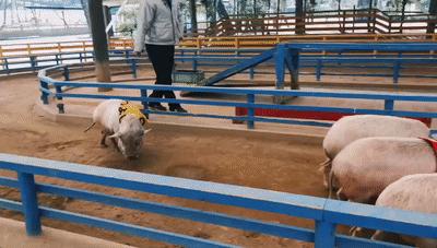 日本九州的宝藏,日本大量宝藏被发现