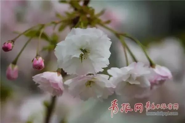 闈掑矝缁濈編鐎戝竷,闈掑矝绱壊鐎戝竷