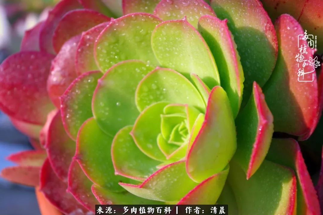 记录多肉开花的美好时光,清晨的多肉图片大全