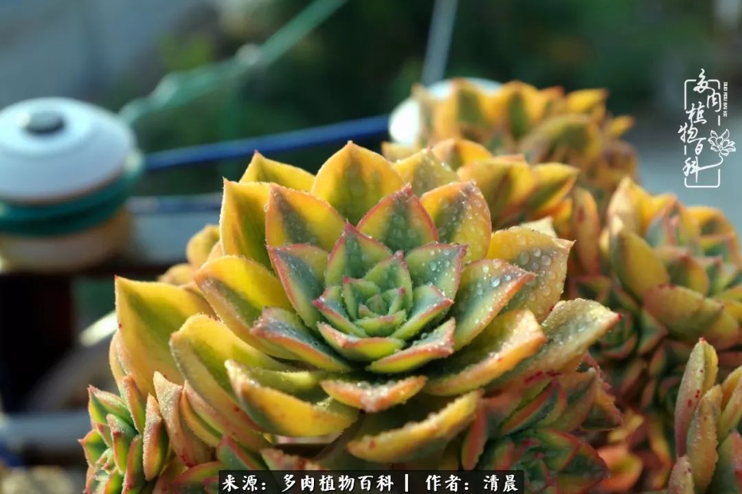 记录多肉开花的美好时光,清晨的多肉图片大全