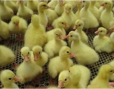 养鹅技术和方法,养鹅技术与技巧