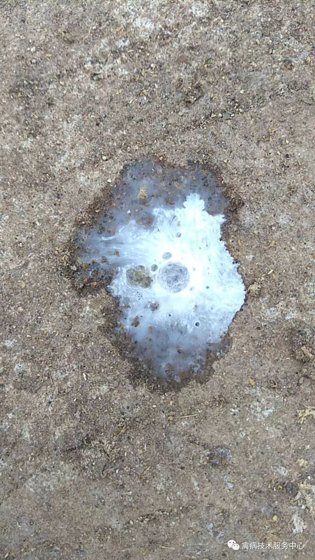 鹅老是拉稀怎么办,鹅突然拉白屎是什么原因怎么治疗