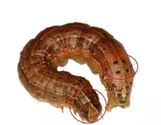 草地贪夜蛾预测及防控技术,草地贪夜蛾爆发期