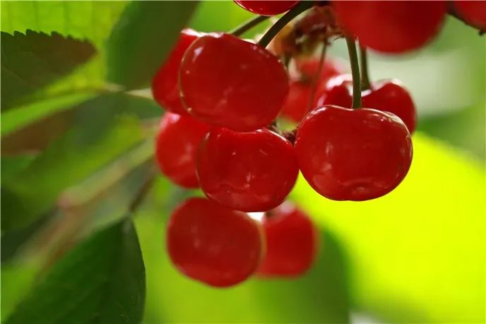 西安樱桃采摘全攻略,西安樱桃采摘时间表