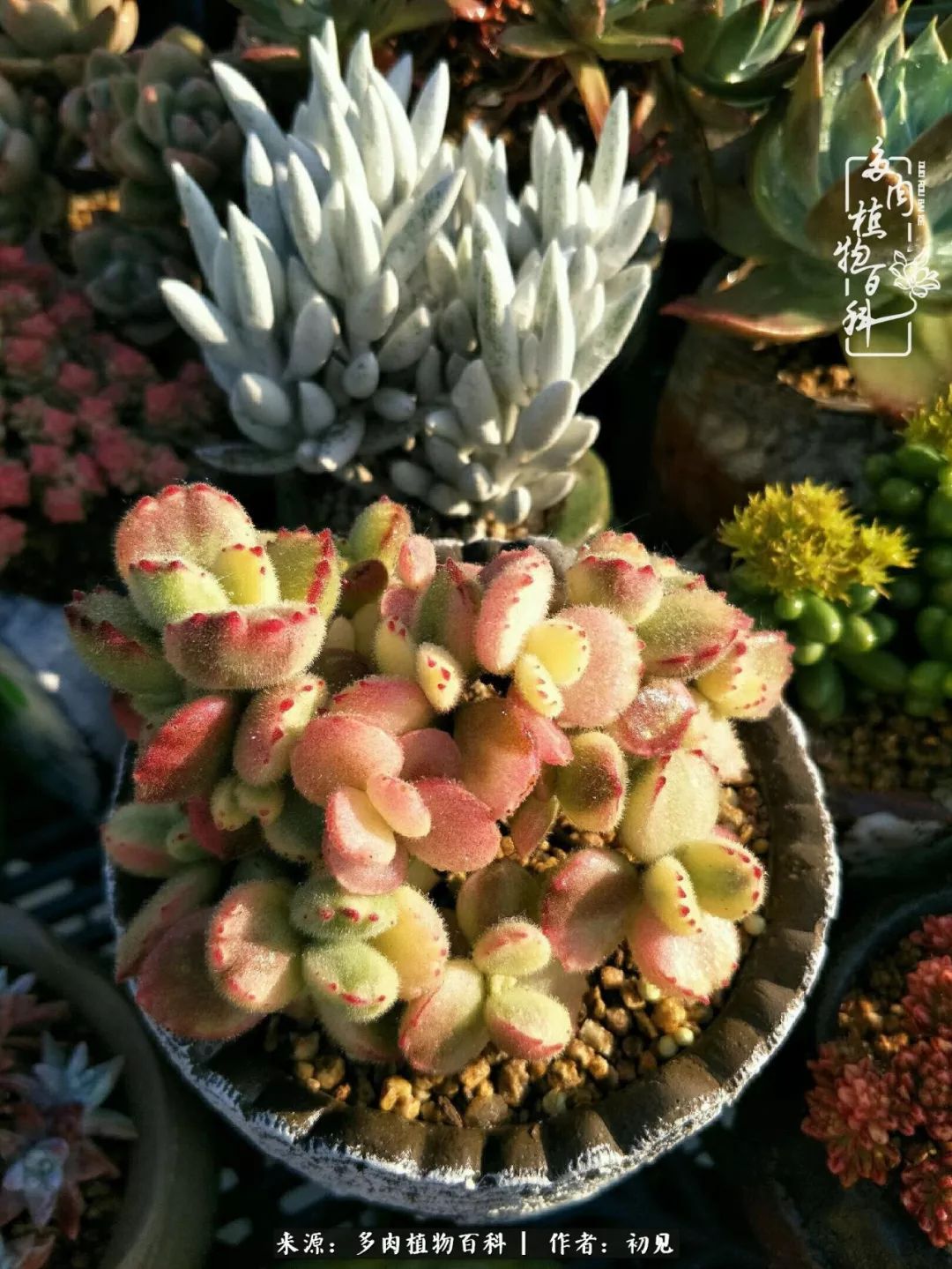 从开始养多肉就对多肉疯狂热爱,多肉美肉控养方法