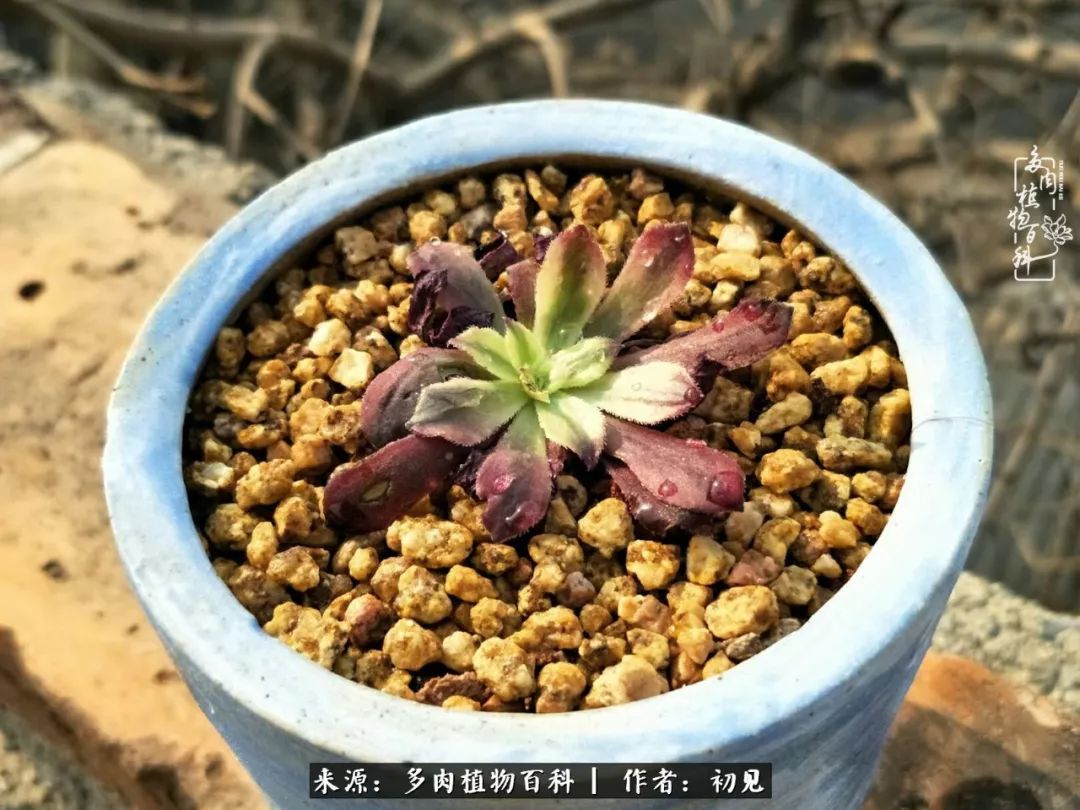 从开始养多肉就对多肉疯狂热爱,多肉美肉控养方法