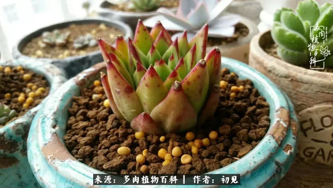 从开始养多肉就对多肉疯狂热爱,多肉美肉控养方法