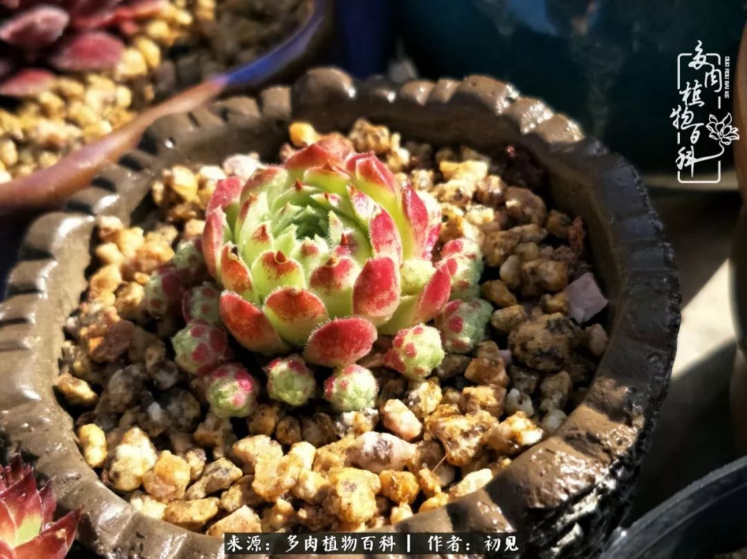 从开始养多肉就对多肉疯狂热爱,多肉美肉控养方法