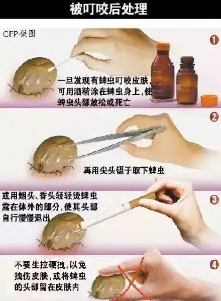 广东下雨后出现的虫子,广东雨后常见的虫子