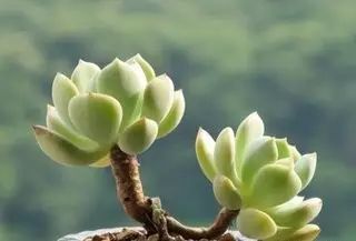 多肉老桩怎么才能更好看,紫珍珠多肉老桩可以用全颗粒土吗