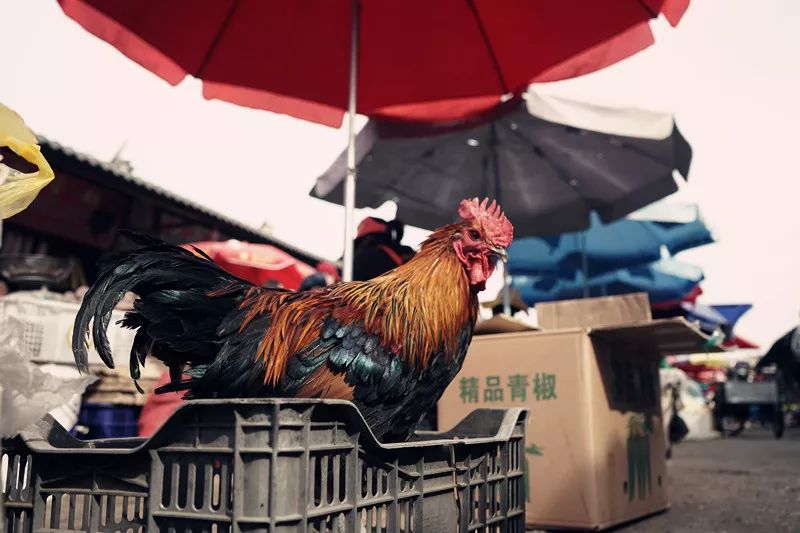 从丽江到茨中：菜场买恶魔果实、修道院酿酒士、高原油泼面……开启了无数的第一次|香格里拉环线（上）