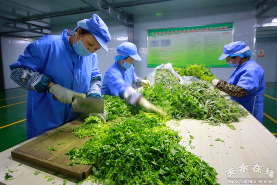 甘肃武山苦苣酸菜浆水出售,武山酸菜销售