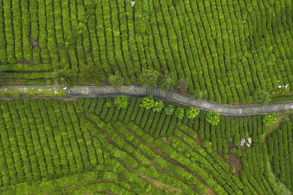 江西庐山云雾茶文化,江西云雾仙茶