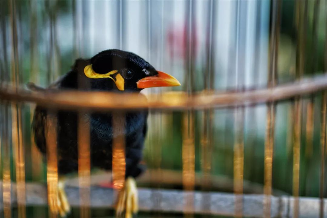 上海最高楼云端上的风景,在上海最高的楼俯瞰风景