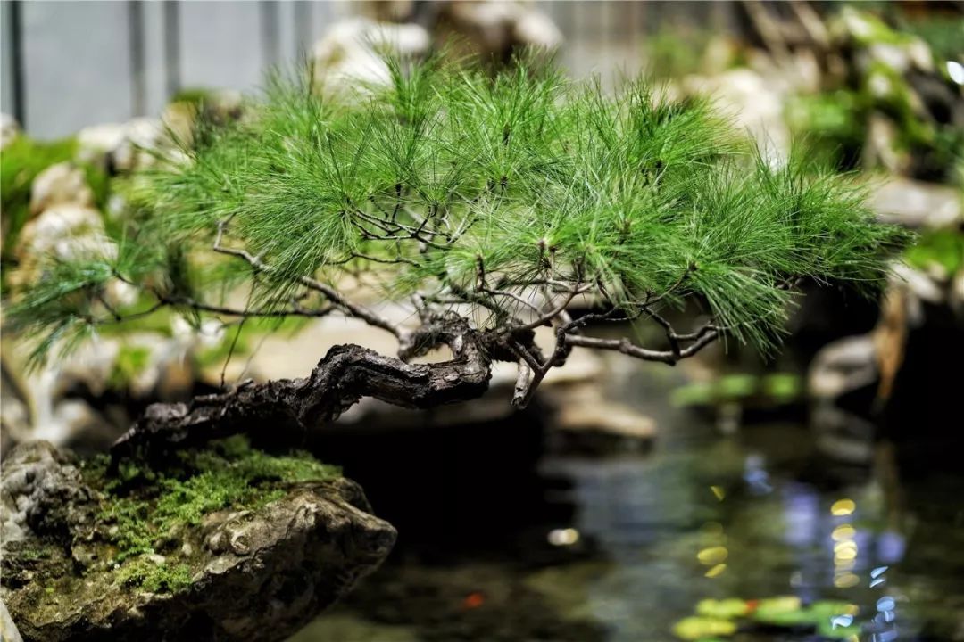 上海最高楼云端上的风景,在上海最高的楼俯瞰风景