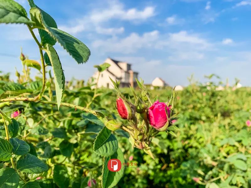五月芬芳之旅，与你相约海安大马士革*瑰园玫**