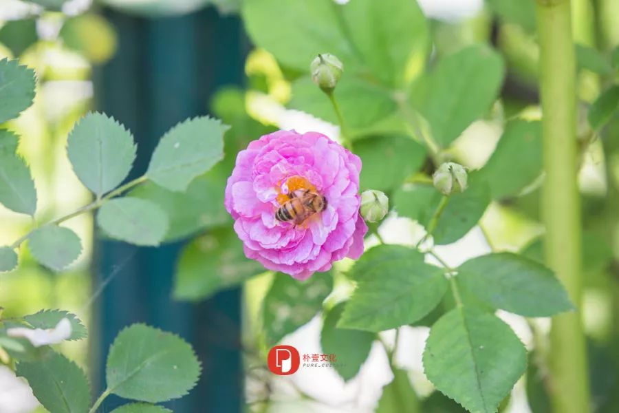 五月芬芳之旅，与你相约海安大马士革*瑰园玫**