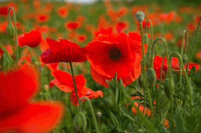 美炸了！初夏花仙子！有爱的人免费玩！把最美奉献给你！
