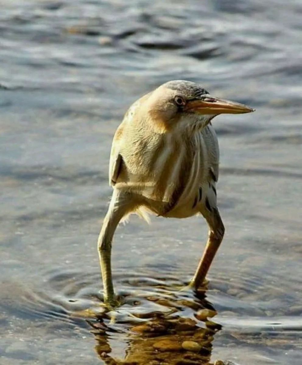 日本“手工鬼才”捏的小动物模型，比表情包还沙雕