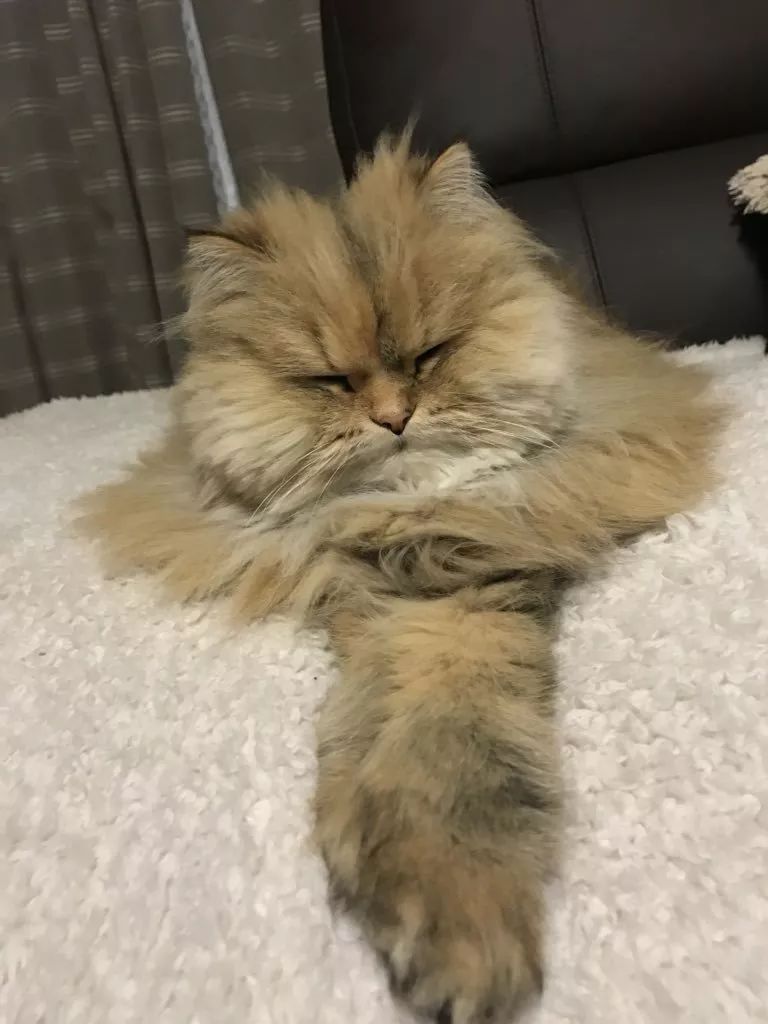 日本“手工鬼才”捏的小动物模型，比表情包还沙雕