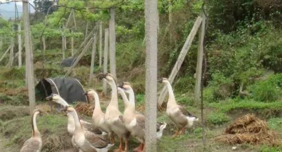 养鹅前景与投资价值,广西养鹅1000只利润和成本