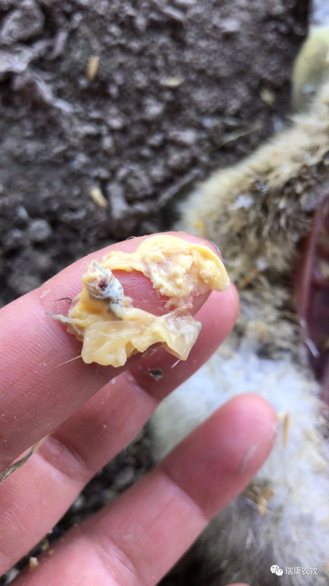 养鹅前景与投资价值,广西养鹅1000只利润和成本