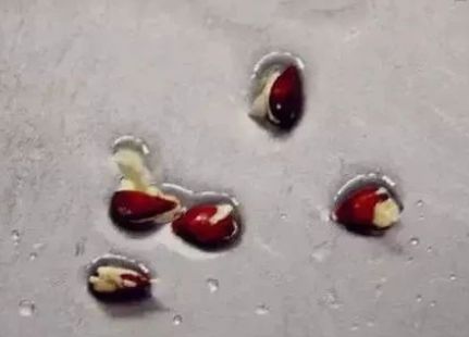 坏掉的苹果有什么用处,坏掉的苹果