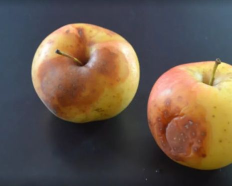 坏掉的苹果有什么用处,坏掉的苹果