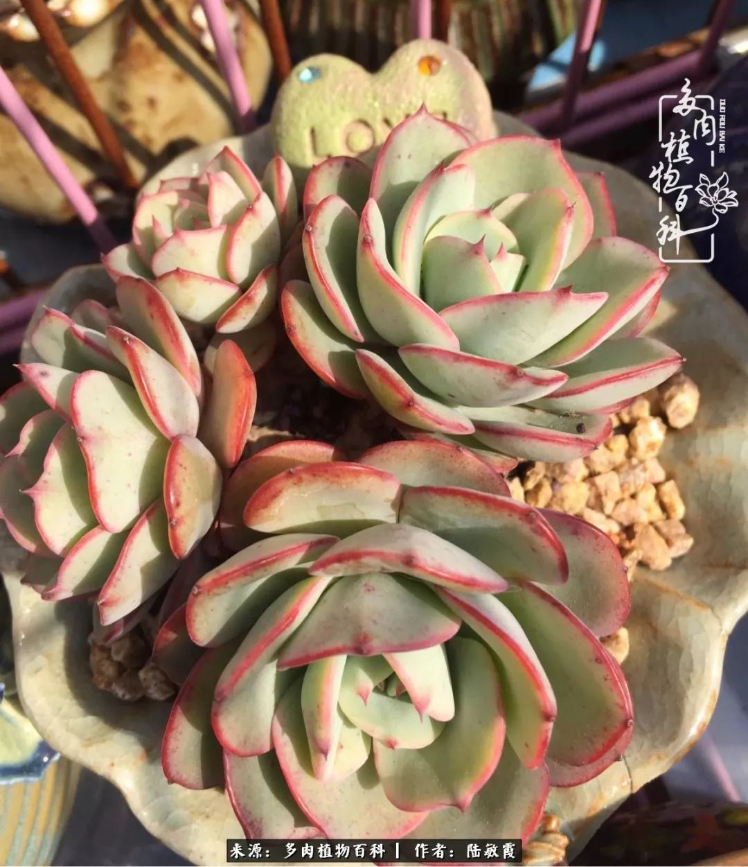 往后余生与花草相伴,往后余生与健康相伴