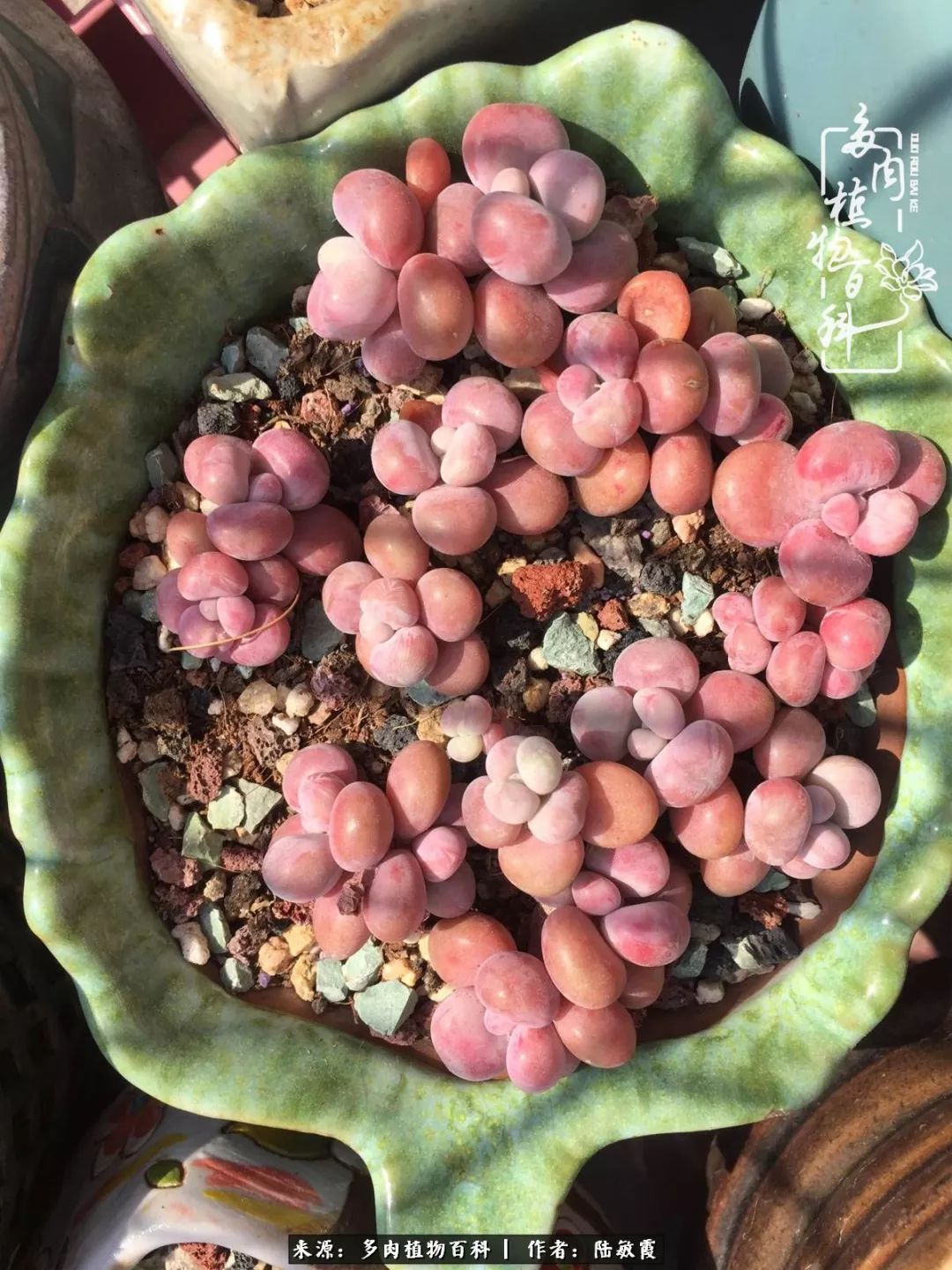 往后余生与花草相伴,往后余生与健康相伴