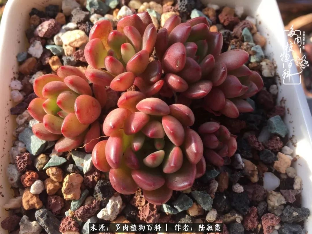 往后余生与花草相伴,往后余生与健康相伴