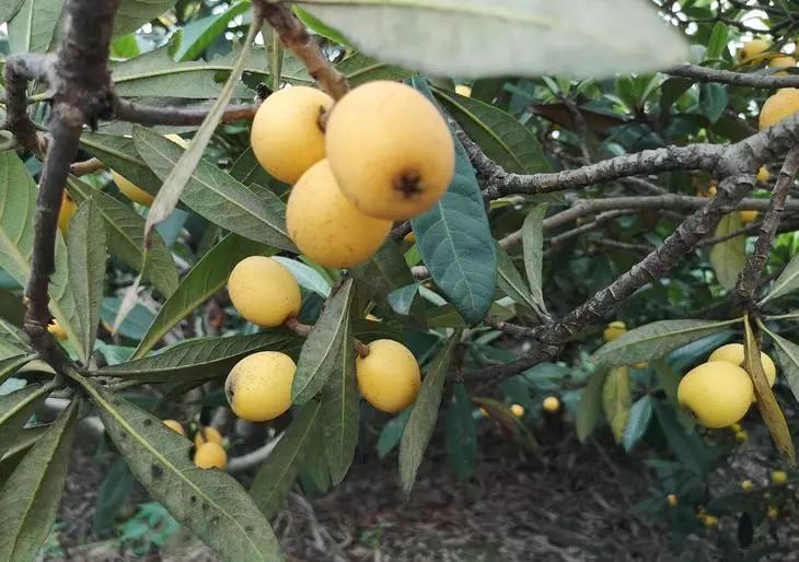 皮薄鲜甜多汁！去年卖爆的塘栖枇杷又来了，顺丰到家！