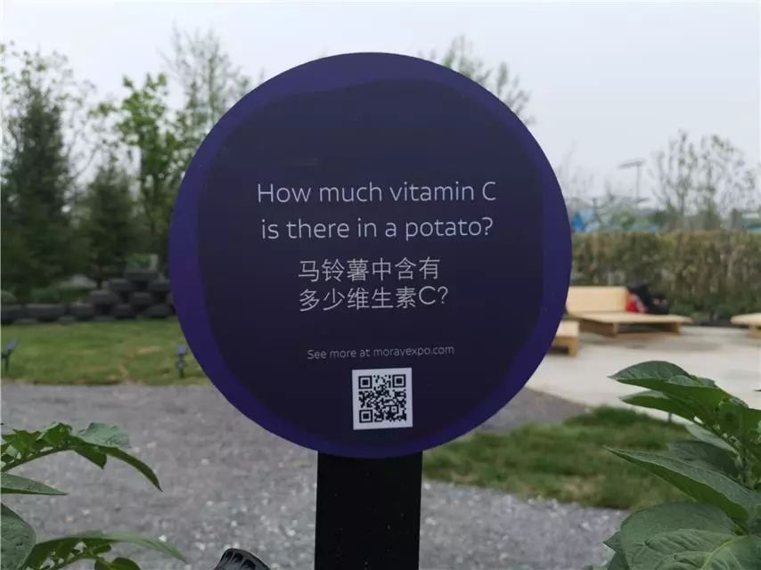 轮胎种植蔬菜,在轮胎里种植蔬菜有什么好处