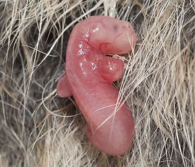 考拉要睡,考拉要努力