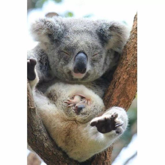 考拉要睡,考拉要努力