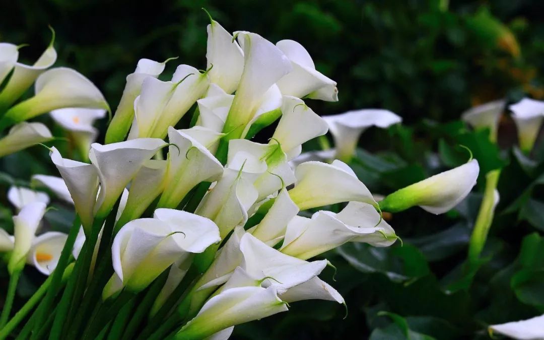 碰一下就会中毒的物质有哪些,毒物碰一下就中毒