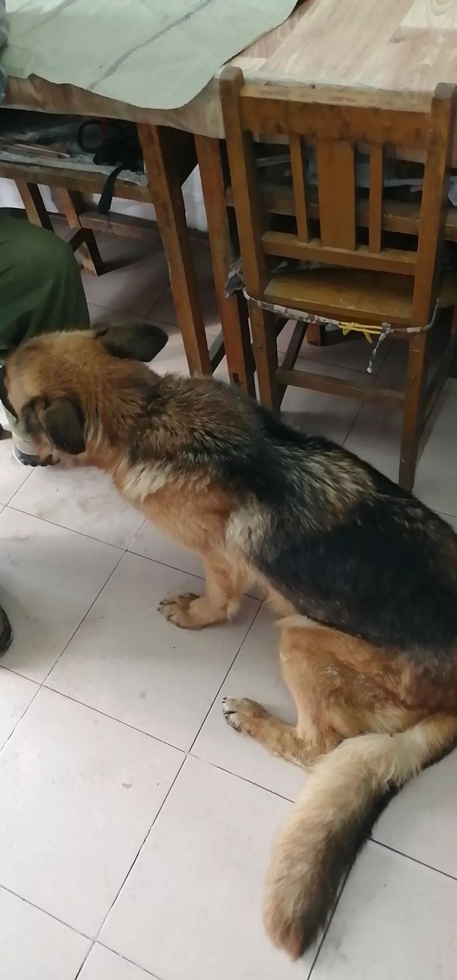 病例分享丨犬后躯瘫痪病