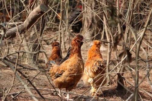 1毛钱1个每天5万人，淘宝吃货“鸡蛋自由”