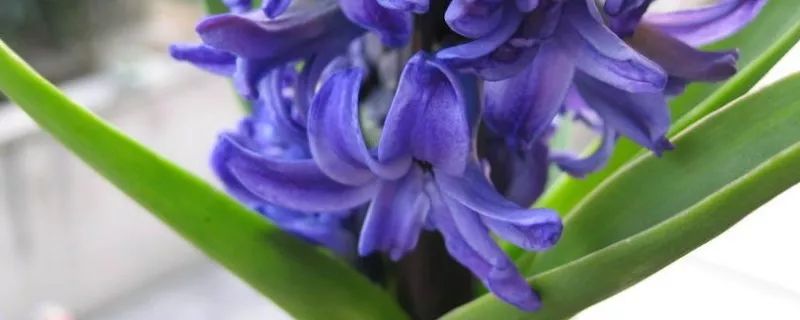 寻香|还原派VS颠覆派？诶呦~想不到这花还有两副面孔！（上）