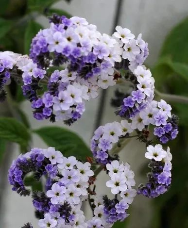 寻香|还原派VS颠覆派？诶呦~想不到这花还有两副面孔！（上）