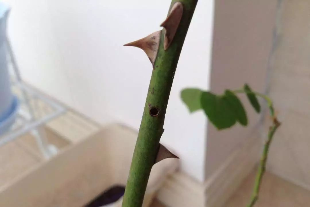 微信头像花图片,最惊艳的头像花