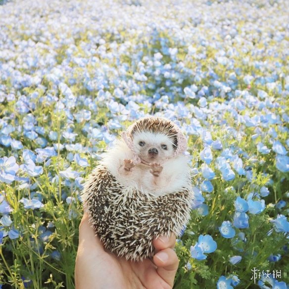 喵汪见我黯然失色萌萌哒的小刺猬Monaka走红网络