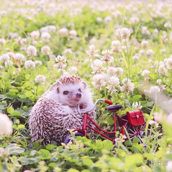 喵汪见我黯然失色萌萌哒的小刺猬Monaka走红网络