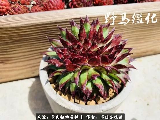 这是个什么神仙草？我被*引勾**了！不能自己一个人进坑！