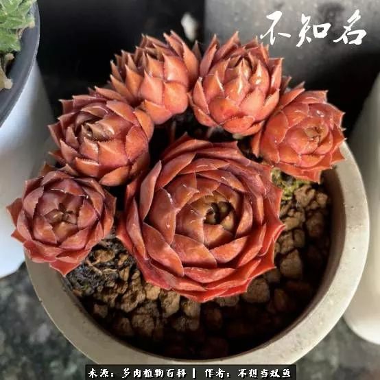 这是个什么神仙草？我被*引勾**了！不能自己一个人进坑！